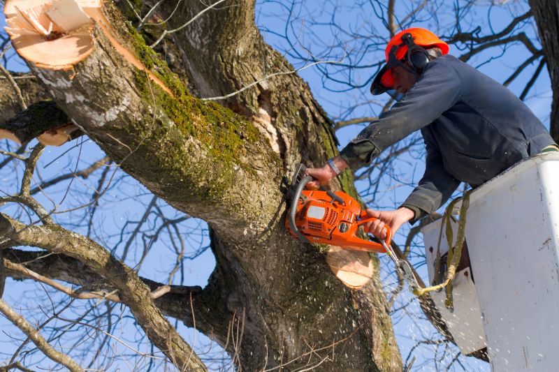 Maple Tree Removal in Reno, NV