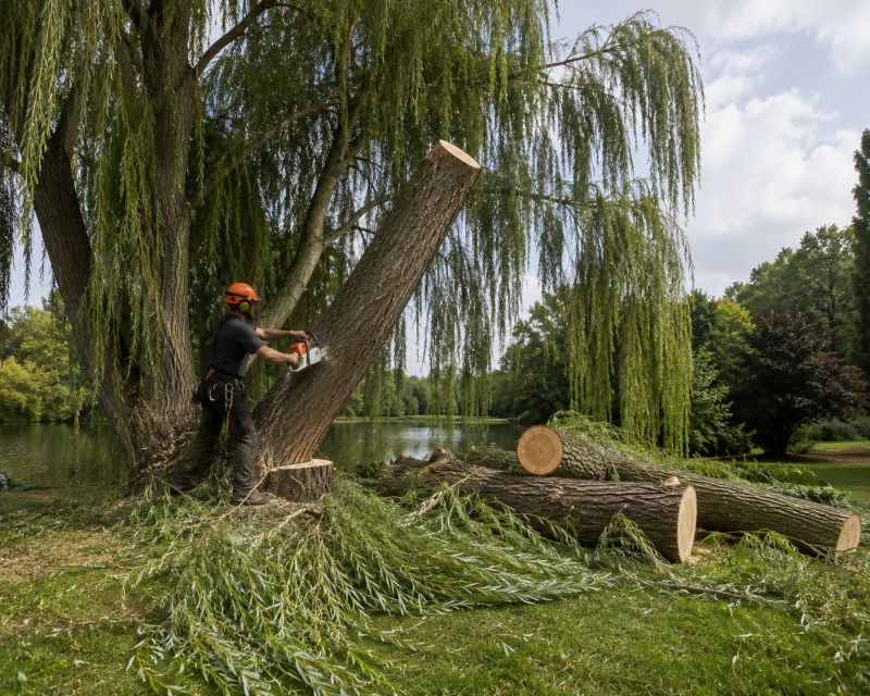 Dogwood Tree Removal in Allentown, PA