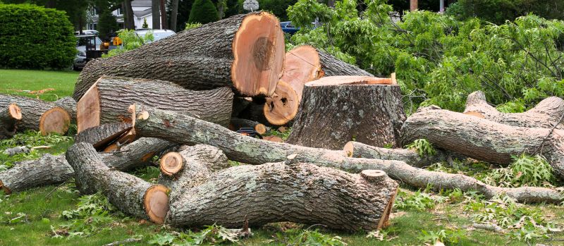 Elm Tree Removal in Pottstown, PA