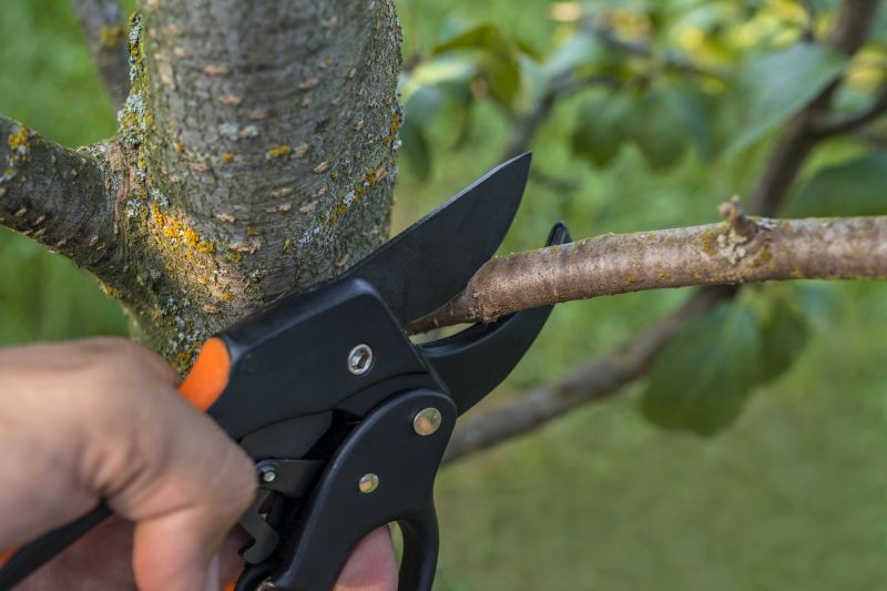 Elm Tree Removal in Pottstown, PA