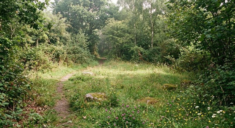 Field Clearing in Houston, TX