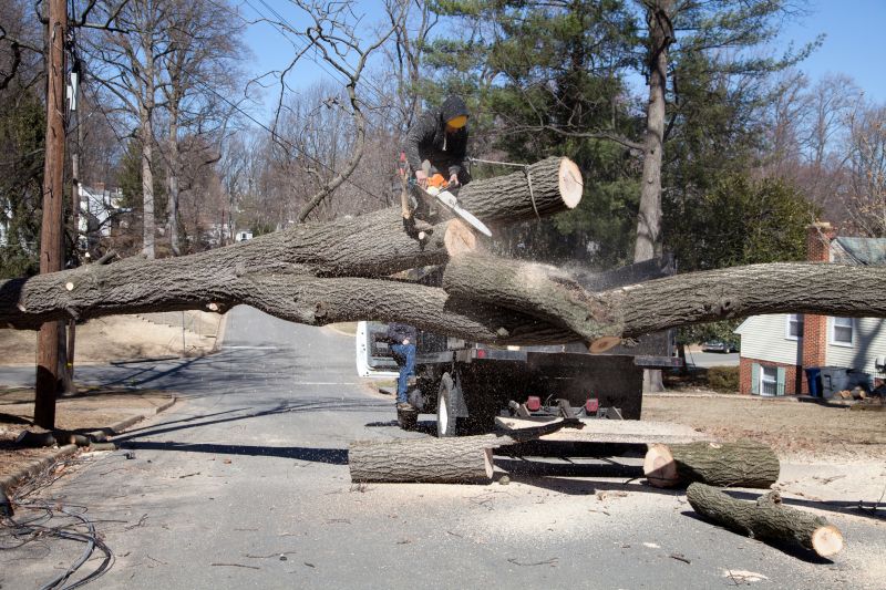 Spruce Tree Removal in Doylestown, PA