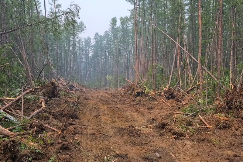 Thicket Clearing in Gwinnett County, GA