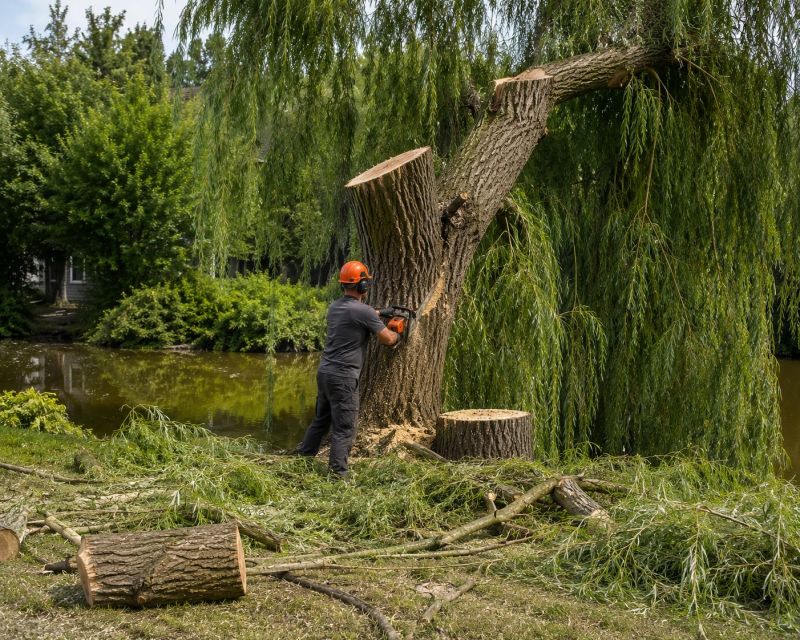 Willow Tree Removal in Allentown, PA